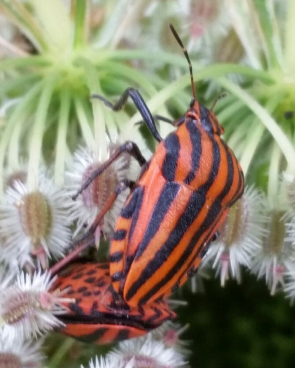 Graphosoma italicum....(=Graphosoma lineatum italicum)